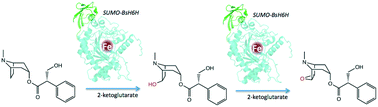 Graphical abstract: Isolation, expression and biochemical characterization of recombinant hyoscyamine-6β-hydroxylase from Brugmansia sanguinea – tuning the scopolamine production