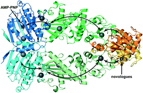 Graphical abstract: Molecular insights into the interaction of Hsp90 with allosteric inhibitors targeting the C-terminal domain