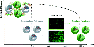 Graphical abstract: Stable and efficient generation of poly(β-amino ester)s for RNAi delivery