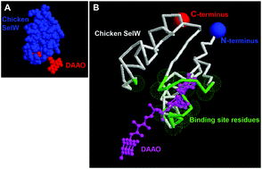Graphical abstract: Selenoprotein W as a molecular target of d-amino acid oxidase is regulated by d-amino acid in chicken neurons