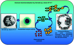 Graphical abstract: Uranium biomineralization induced by a metal tolerant Serratia strain under acid, alkaline and irradiated conditions