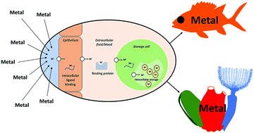 Graphical abstract: From sea squirts to squirrelfish: facultative trace element hyperaccumulation in animals