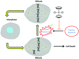 Graphical abstract: Vanadocene dichloride inhibits cell proliferation by targeting Aurora B