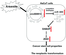 Graphical abstract: Circ008913, via miR-889 regulation of DAB2IP/ZEB1, is involved in the arsenite-induced acquisition of CSC-like properties by human keratinocytes in carcinogenesis