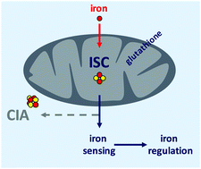 Graphical abstract: Iron-sensing is governed by mitochondrial, not by cytosolic iron–sulfur cluster biogenesis in Aspergillus fumigatus