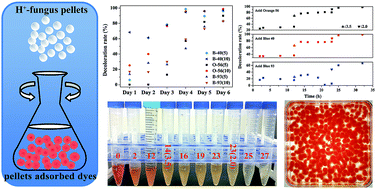 Graphical abstract: In vivo and in vitro efficient textile wastewater remediation by Aspergillus niger biosorbent