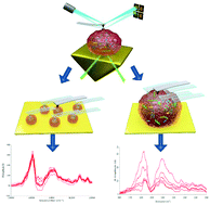 Graphical abstract: None of us is the same as all of us: resolving the heterogeneity of extracellular vesicles using single-vesicle, nanoscale characterization with resonance enhanced atomic force microscope infrared spectroscopy (AFM-IR)