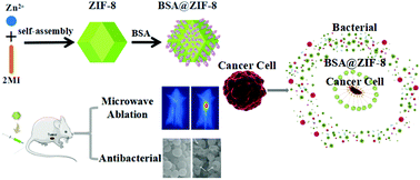 Graphical abstract: A tumor treatment strategy based on biodegradable BSA@ZIF-8 for simultaneously ablating tumors and inhibiting infection