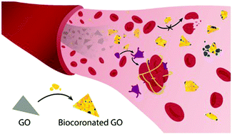 Graphical abstract: Graphene oxide touches blood: in vivo interactions of bio-coronated 2D materials