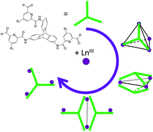 Graphical abstract: Ln(iii) complexes with triptycene based tripodal ligands: speciation and equilibria