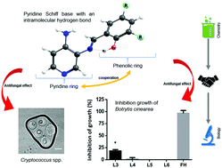 Graphical abstract: Study of the structure–bioactivity relationship of three new pyridine Schiff bases: synthesis, spectral characterization, DFT calculations and biological assays