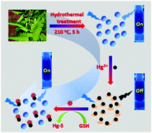 Graphical abstract: Green synthesis of fluorescent carbon quantum dots for the detection of mercury(ii) and glutathione