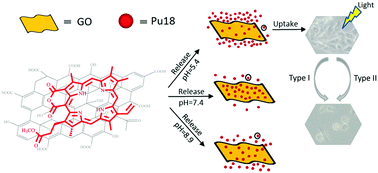 Graphical abstract: pH-Sensitive graphene oxide conjugate purpurin-18 methyl ester photosensitizer nanocomplex in photodynamic therapy