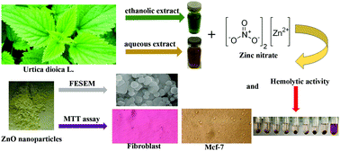 Graphical abstract: Urtica dioica L. extracts as a green catalyst for the biosynthesis of zinc oxide nanoparticles: characterization and cytotoxic effects on fibroblast and MCF-7 cell lines