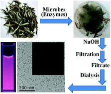 Graphical abstract: Green synthesis of red-emission carbon based dots by microbial fermentation