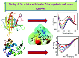 Graphical abstract: Characterization of the binding of strychnine with bovine β-lactoglobulin and human lysozyme using spectroscopic, kinetic and molecular docking analysis