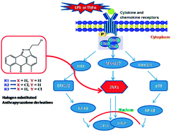 Graphical abstract: Structural and biological evaluation of halogen derivatives of 1,9-pyrazoloanthrones towards the design of a specific potent inhibitor of c-Jun-N-terminal kinase (JNK)
