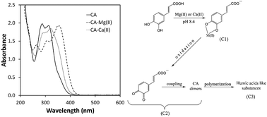Graphical abstract: The study of the influence of Mg(ii) and Ca(ii) ions on caffeic acid autoxidation in weakly alkaline aqueous solution using MCR-ALS analysis of spectrophotometric data