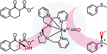 Graphical abstract: Synthesis, characterization, and reactivity of a chiral Fe(iv)–oxo complex bearing an l-proline-derived aminopyridine ligand