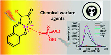 Graphical abstract: Exploration of fluorescent organotin compounds of α-amino acid Schiff bases for the detection of organophosphorous chemical warfare agents: quantification of diethylchlorophosphate