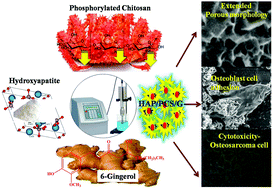 Graphical abstract: A phosphorylated chitosan armed hydroxyapatite nanocomposite for advancing activity on osteoblast and osteosarcoma cells