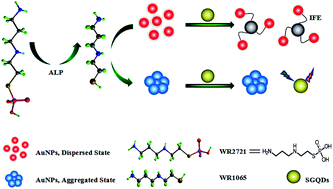 Graphical abstract: Dual mode detection of amifostine based on gold nanoparticles and sulfanilic acid functionalized graphene quantum dots