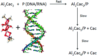 Graphical abstract: Binding of aluminium/cacodylate complexes with DNA and RNA. Experimental and “in silico”study