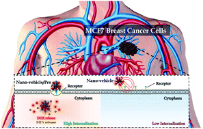 Graphical abstract: Highly branched amine-functionalized p-sulfonatocalix[4]arene decorated with human plasma proteins as a smart, targeted, and stealthy nano-vehicle for the combination chemotherapy of MCF7 cells