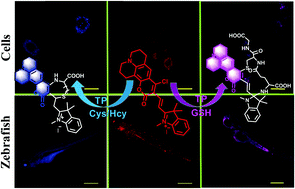 Graphical abstract: A multi-signal fluorescent probe for the discrimination of cysteine/homocysteine and glutathione and application in living cells and zebrafish