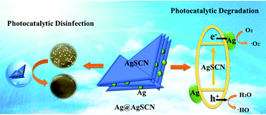 Graphical abstract: Excellent photocatalytic degradation and disinfection performance of a novel bifunctional Ag@AgSCN nanostructure with exposed {−112} facets