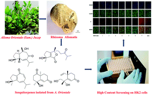 Graphical abstract: Orientalol L–P, novel sesquiterpenes from the rhizome of Alisma orientale (Sam.) Juzep and their nephrotoxicity on HK2 cells