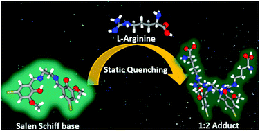 Graphical abstract: Dual responsive salen-type Schiff bases for the effective detection of l-arginine via a static quenching mechanism