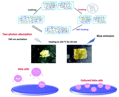 Graphical abstract: Polysiloxane-based two-photon fluorescent elastomers with superior mechanical and self-healing properties and their application in bioimaging