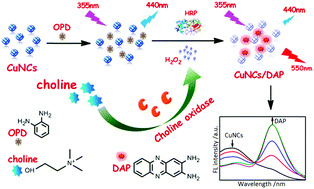 Graphical abstract: Specific enzymatic synthesis of 2,3-diaminophenazine and copper nanoclusters used for dual-emission ratiometric and naked-eye visual fluorescence sensing of choline