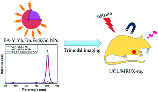 Graphical abstract: Fe3+-Enhanced NIR-to-NIR upconversion nanocrystals for tumor-targeted trimodal bioimaging
