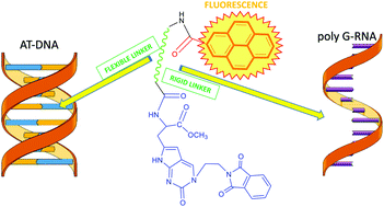 Graphical abstract: Pyrrolocytosine–pyrene conjugates as fluorescent and CD probes for the fine sensing of ds-polynucleotide secondary structure and specific recognition of poly G