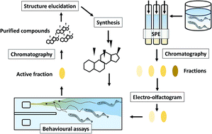 Graphical abstract: Discovery and characterization of natural products that act as pheromones in fish