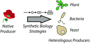 Graphical abstract: Synthetic biology strategies toward heterologous phytochemical production
