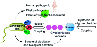 Graphical abstract: Polysaccharides from Burkholderia species as targets for vaccine development, immunomodulation and chemical synthesis