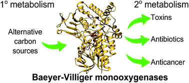 Graphical abstract: Native roles of Baeyer–Villiger monooxygenases in the microbial metabolism of natural compounds