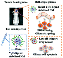 Graphical abstract: Y1 receptor ligand-based nanomicelle as a novel nanoprobe for glioma-targeted imaging and therapy