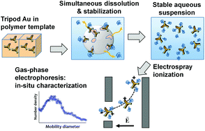 Graphical abstract: A facile method to functionalize gold nano-tripods with high suspension stability in an aqueous environment