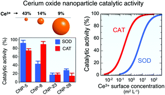 Graphical abstract: The enzyme-like catalytic activity of cerium oxide nanoparticles and its dependency on Ce3+ surface area concentration