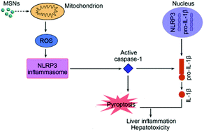 Graphical abstract: Mesoporous silica nanoparticles induced hepatotoxicity via NLRP3 inflammasome activation and caspase-1-dependent pyroptosis