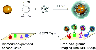 Graphical abstract: A universal strategy for the one-pot synthesis of SERS tags