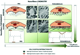 Graphical abstract: Influence of the nanofiber chemistry and orientation of biodegradable poly(butylene succinate)-based scaffolds on osteoblast differentiation for bone tissue regeneration