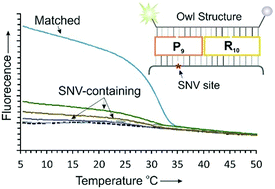 Graphical abstract: The owl sensor: a ‘fragile’ DNA nanostructure for the analysis of single nucleotide variations