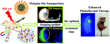 Graphical abstract: Ultrasmall endogenous biopolymer nanoparticles for magnetic resonance/photoacoustic dual-modal imaging-guided photothermal therapy