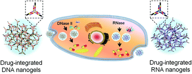 Graphical abstract: Floxuridine-containing nucleic acid nanogels for anticancer drug delivery