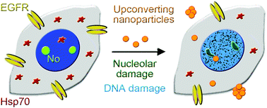 Graphical abstract: The effects of lanthanide-doped upconverting nanoparticles on cancer cell biomarkers